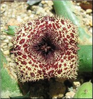 Huernia recondita 4 cotes tige lisse